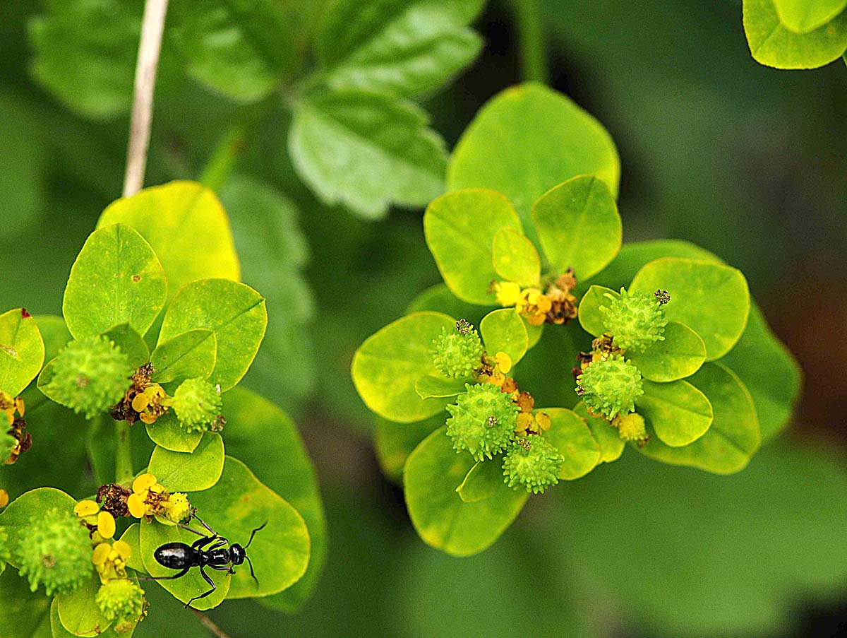 Euphorbia verrucosa / Euforbia verrucosa